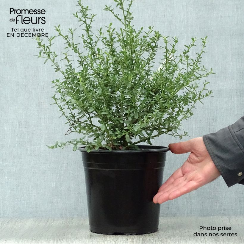 Amostra de Ceanothus Italian Skies - Lilas de Californie Vaso de 4 L/5 L tal como entregue no inverno