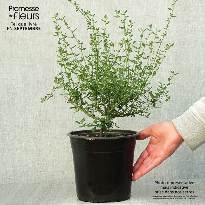 Amostra de Ceanothus Italian Skies Vaso de 4 L/5 L tal como entregue no outono
