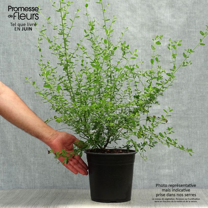Amostra de Ceanothus Italian Skies Vaso de 4 L/5 L tal como entregue no verão