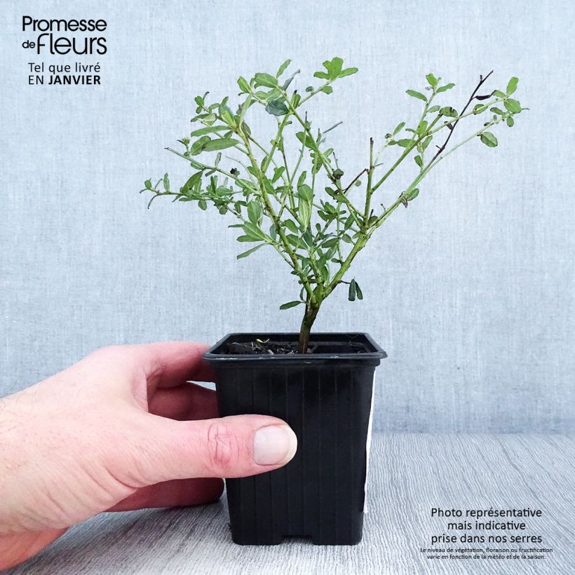 Amostra de Ceanothus Italian Skies - Lilas de Californie Vaso de 8/9 cm tal como entregue no inverno