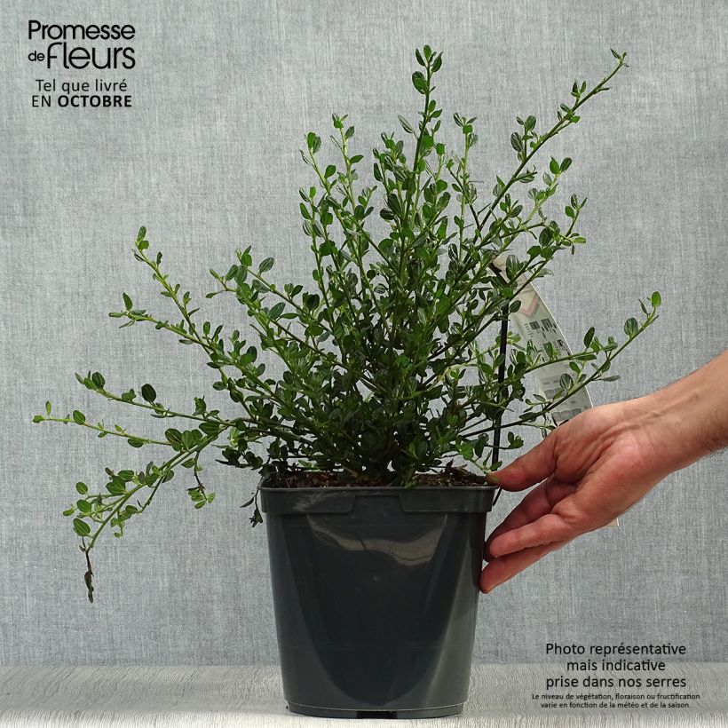 Amostra de Ceanothus Skylark Vaso de 4 L/5 L tal como entregue no outono