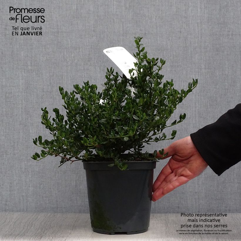 Amostra de Ceanothus Skylark Vaso de 4 L/5 L tal como entregue no inverno