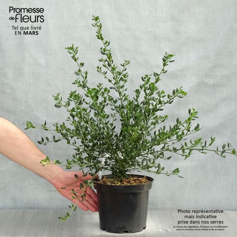 Amostra de Ceanothus Skylark Vaso de 4 L/5 L tal como entregue na primavera
