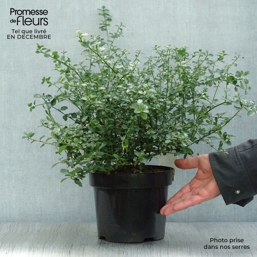 Amostra de Ceanothus thyrsiflorus Repens Vaso de 2 L/3 L tal como entregue no inverno