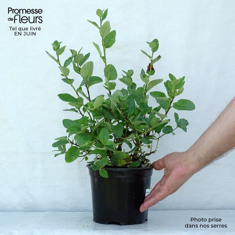 Amostra de Ceanothus arboreus Trewithen Blue Vaso de 2 L/3 L tal como entregue no verão