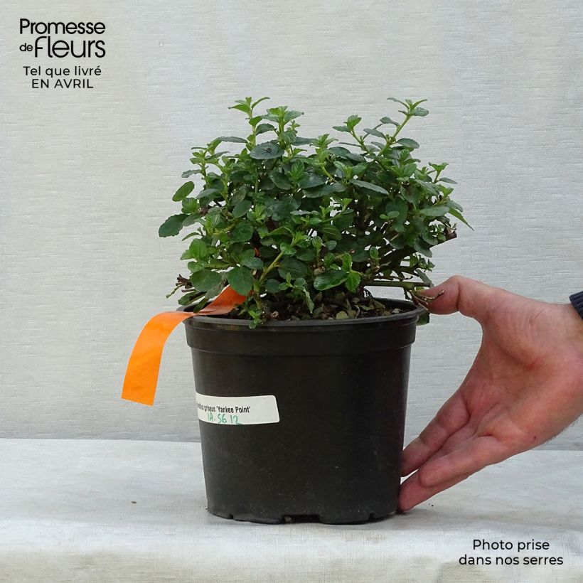 Amostra de Ceanothus griseus Yankee Point Vaso de 2 L/3 L tal como entregue na primavera