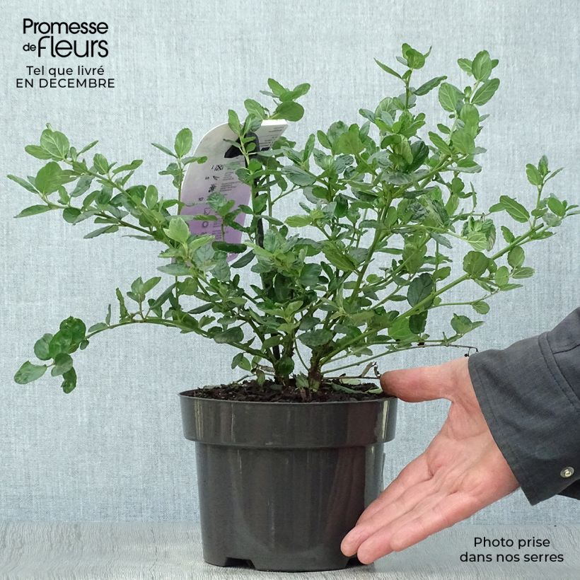 Amostra de Céanothe griseus Yankee Point - Lilas de Californie  Vaso de 2 L/3 L tal como entregue no inverno