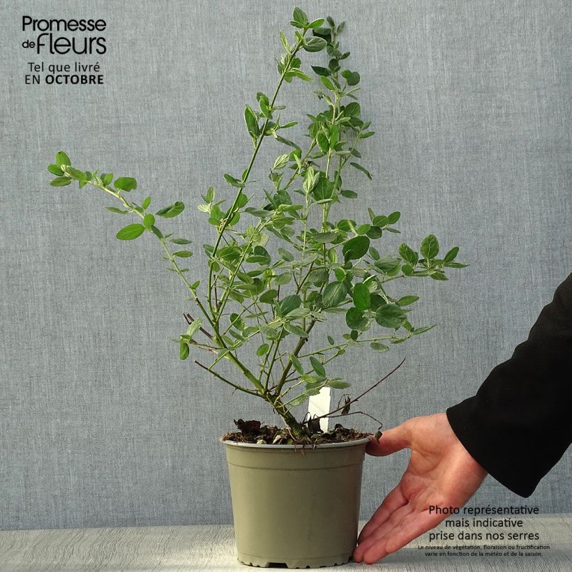 Amostra de Ceanothus griseus Yankee Point Vaso de 2 L/3 L tal como entregue no outono