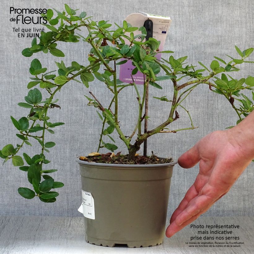 Amostra de Ceanothus griseus Yankee Point Vaso de 2 L/3 L tal como entregue no verão