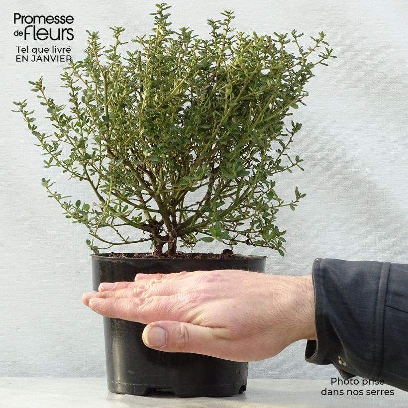 Amostra de Ceanothus impressus Puget Blue Vaso de 2 L/3 L tal como entregue no inverno