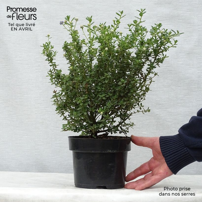 Amostra de Ceanothus impressus Puget Blue Vaso de 2 L/3 L tal como entregue na primavera