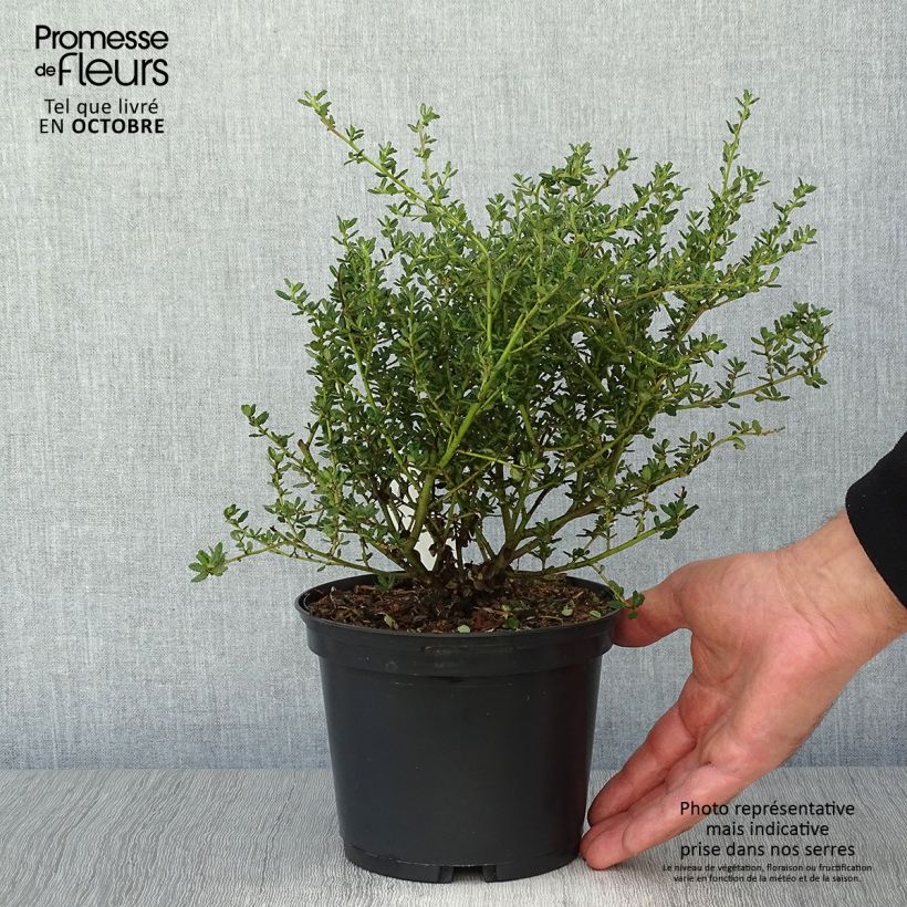 Amostra de Ceanothus impressus Puget Blue Vaso de 2 L/3 L tal como entregue no outono