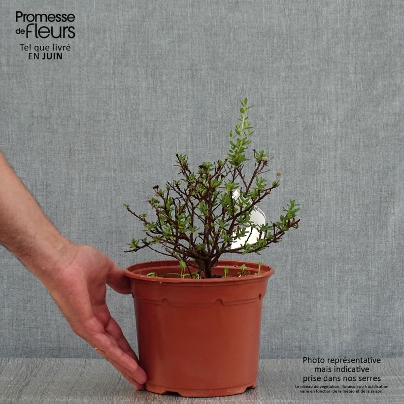 Amostra de Ceanothus impressus Puget Blue Vaso de 2 L/3 L tal como entregue no verão