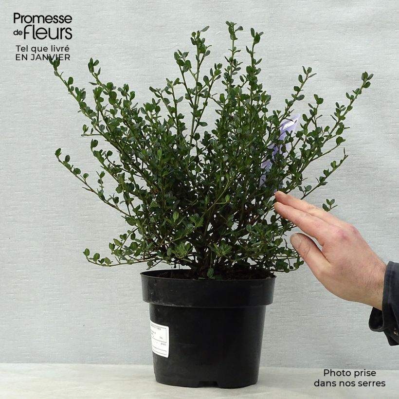 Amostra de Ceanothus impressus Victoria Vaso de 2 L/3 L tal como entregue no inverno