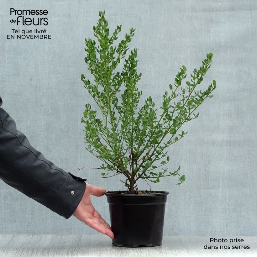 Amostra de Ceanothus impressus Victoria Vaso de 2 L/3 L tal como entregue no outono