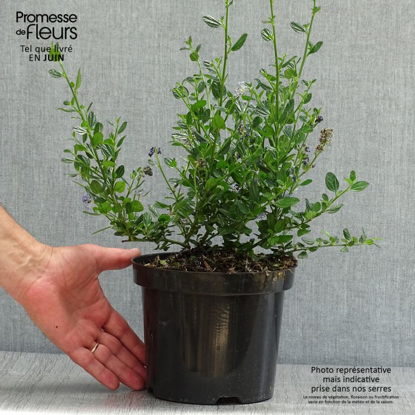Amostra de Ceanothus impressus Victoria Vaso de 2 L/3 L tal como entregue no verão