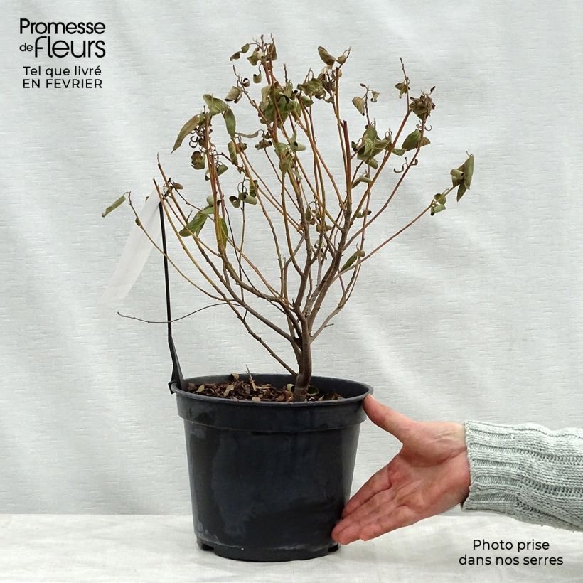 Amostra de Céanothe pallidus Marie Blue (Marie Bleue) - Céanothe caduc Vaso de 3 L/4 L tal como entregue no inverno