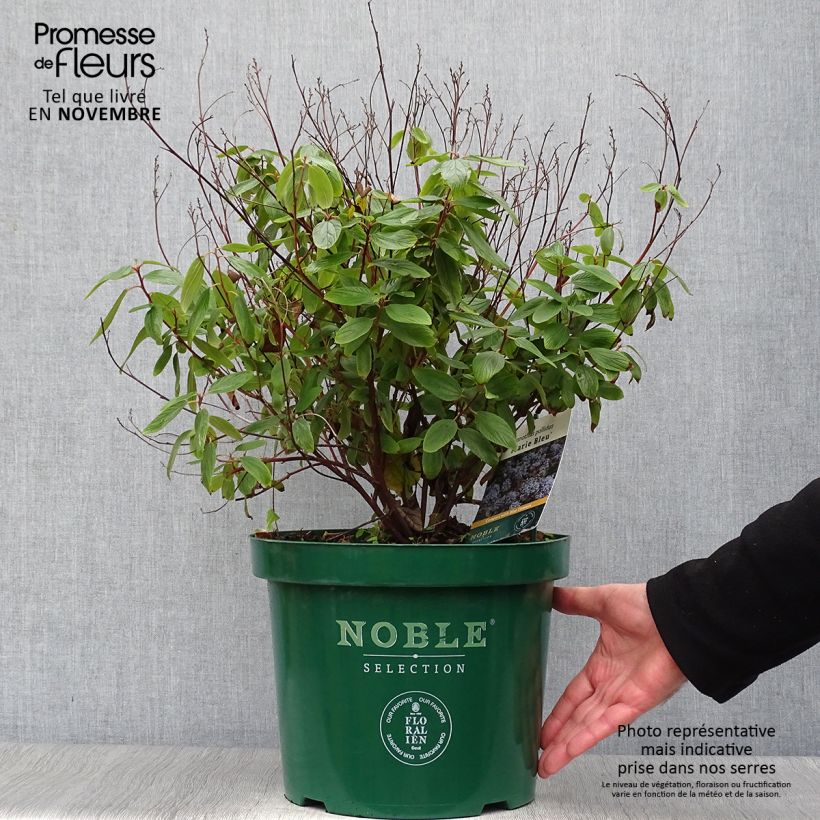 Amostra de Ceanothus pallidus Marie Blue Vaso de 7,5 L/10 L tal como entregue no outono