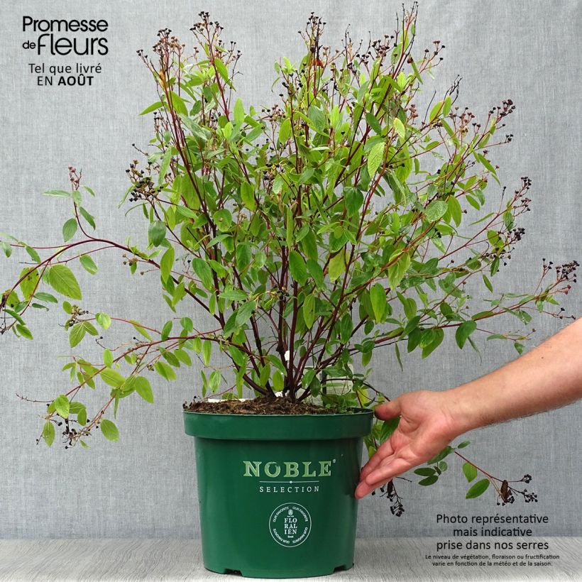 Amostra de Ceanothus pallidus Marie Blue Vaso de 7,5 L/10 L tal como entregue no verão