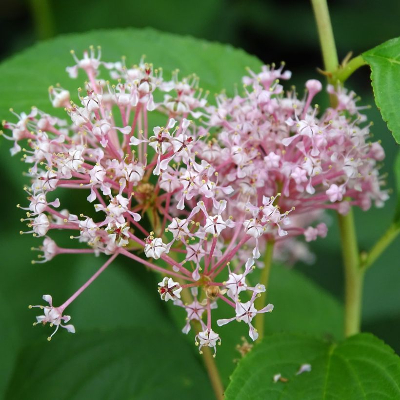Ceanothus pallidus Marie Rose (Floração)