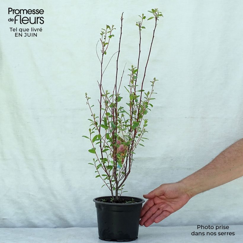 Amostra de Ceanothus pallidus Marie Simon Vaso de 2 L/3 L tal como entregue no verão