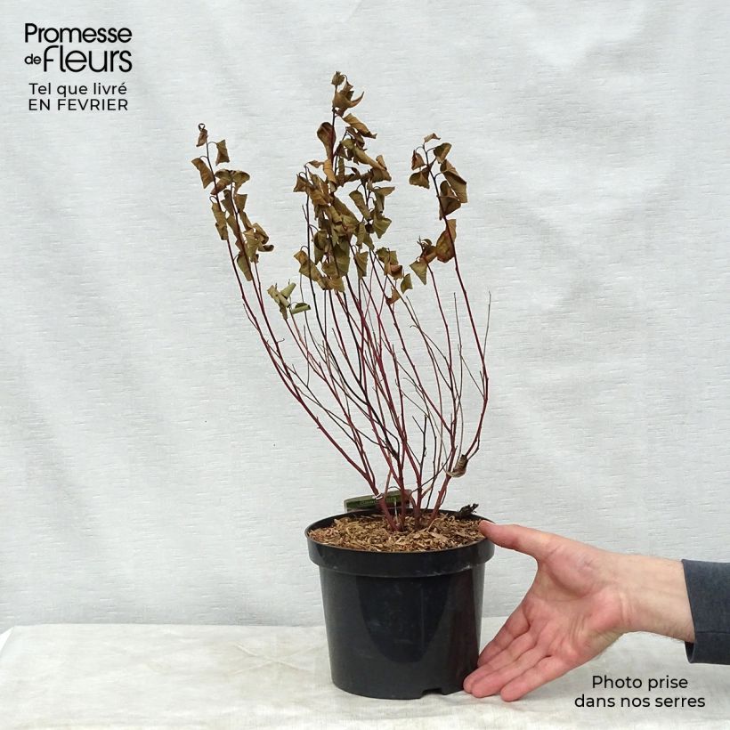 Amostra de Céanothe pallidus Marie Simon Vaso de 2 L/3 L tal como entregue no inverno