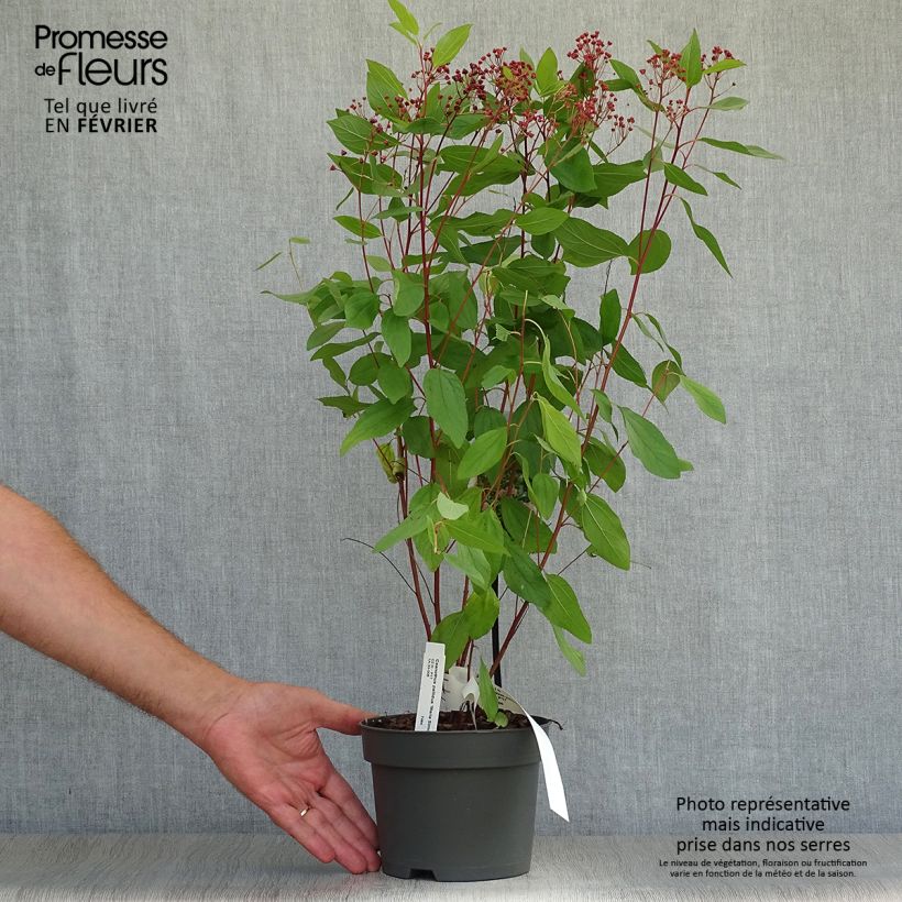 Amostra de Ceanothus pallidus Marie Simon Vaso de 2 L/3 L tal como entregue no outono