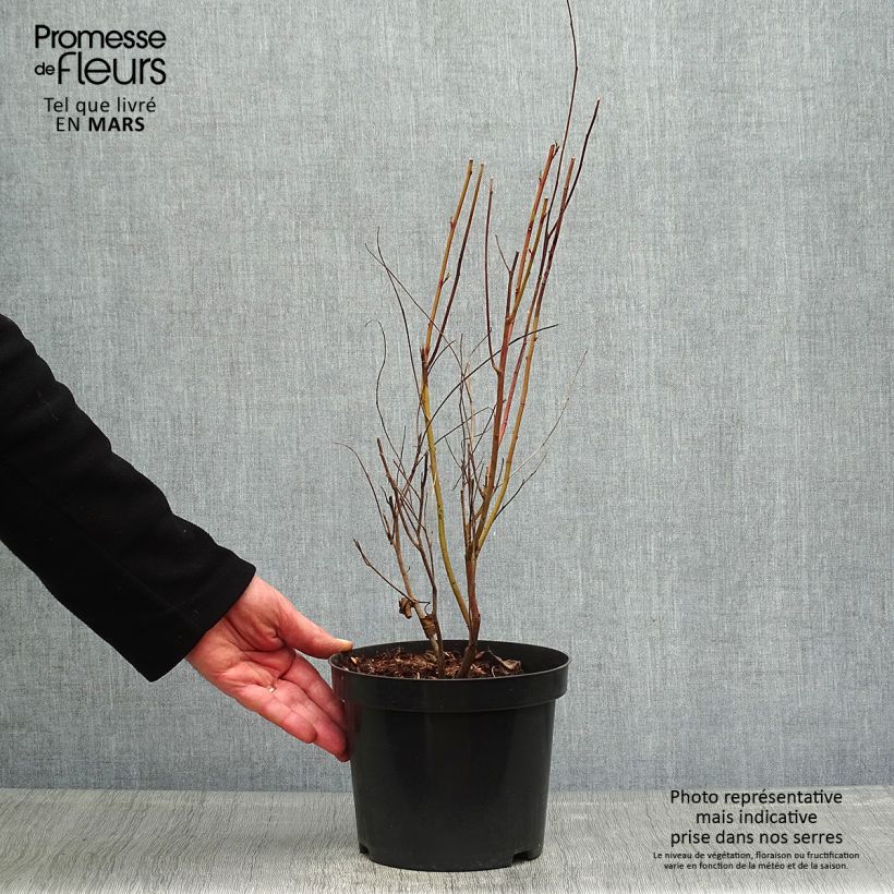 Amostra de Ceanothus pallidus Marie Simon Vaso de 2 L/3 L tal como entregue na primavera