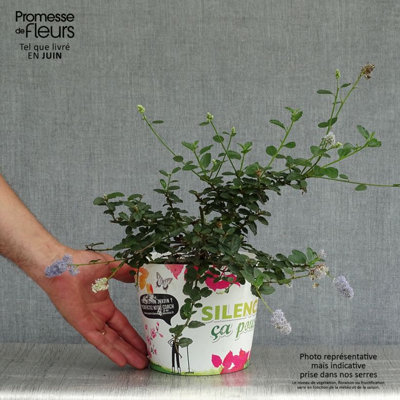 Amostra de Ceanothus prostratus Vaso de 2 L/3 L tal como entregue no verão
