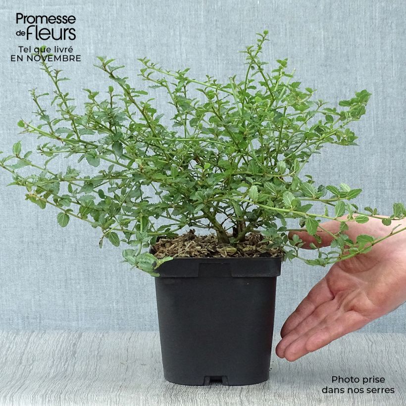 Amostra de Ceanothus prostratus Vaso de 4 L/5 L tal como entregue no outono