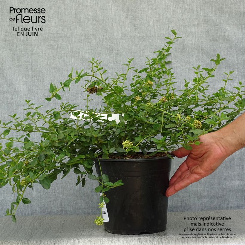 Amostra de Ceanothus prostratus Vaso de 4 L/5 L tal como entregue no verão