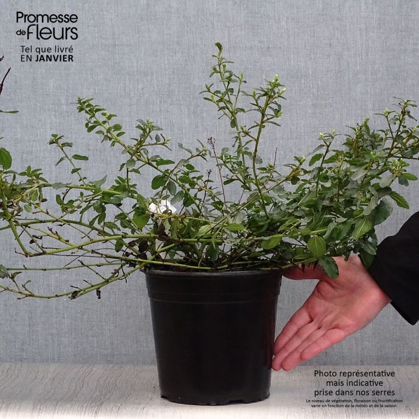 Amostra de Ceanothus prostratus Vaso de 4 L/5 L tal como entregue no inverno