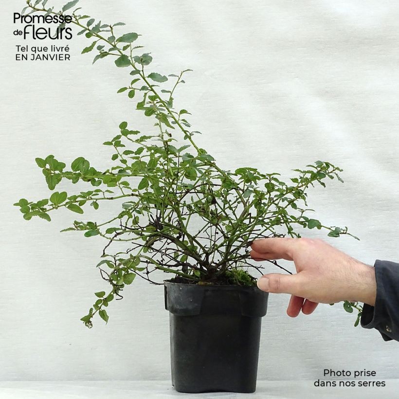 Amostra de Ceanothus prostratus Vaso de 2 L/3 L tal como entregue no inverno