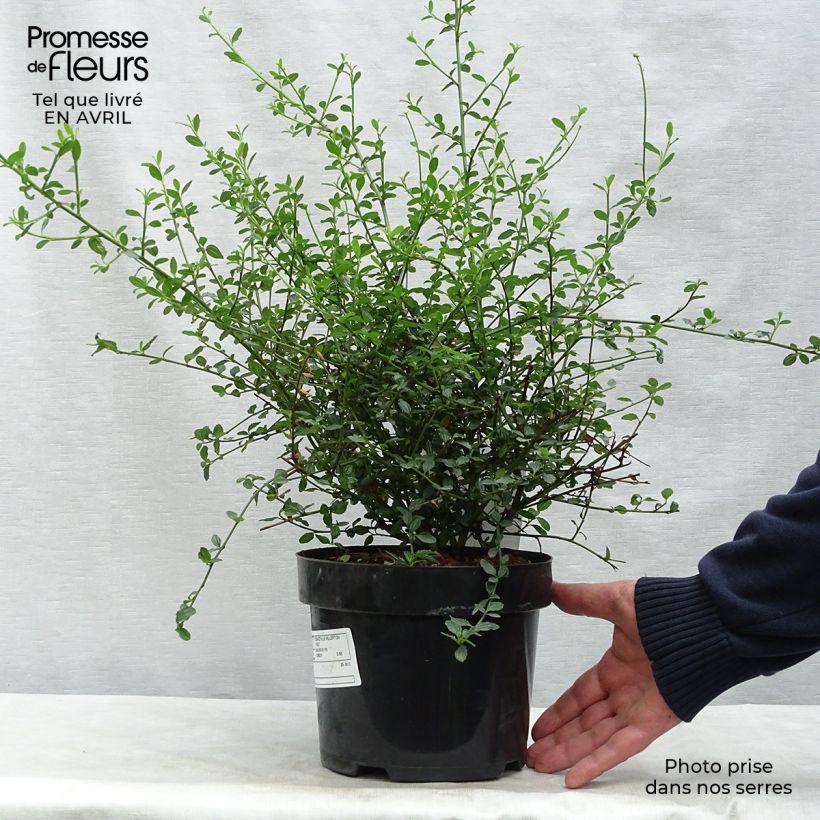Amostra de Ceanothus thyrsiflorus Millerton Point Vaso de 2 L/3 L tal como entregue na primavera