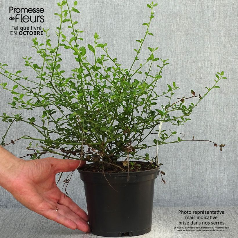 Amostra de Ceanothus thyrsiflorus Millerton Point Vaso de 2 L/3 L tal como entregue no outono