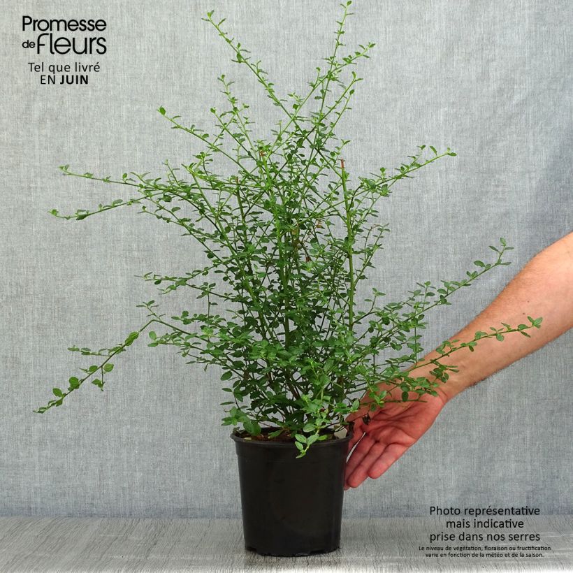 Amostra de Ceanothus thyrsiflorus Millerton Point Vaso de 2 L/3 L tal como entregue no verão