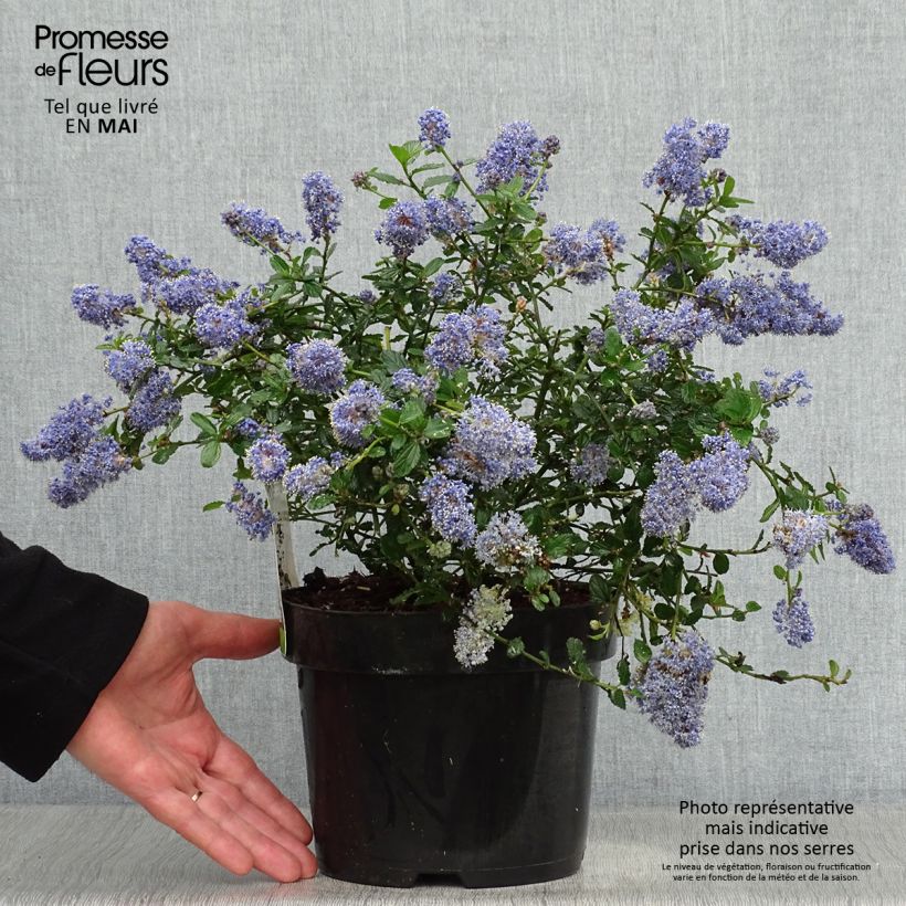 Amostra de Ceanothus thyrsiflorus Repens Vaso de 2 L/3 L tal como entregue na primavera