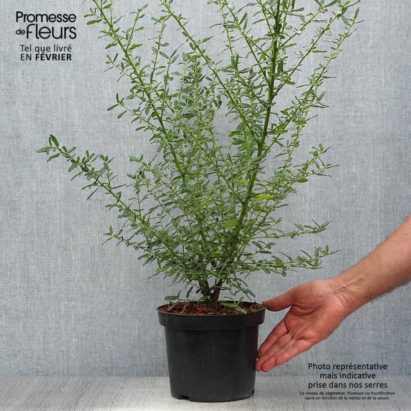 Amostra de Ceanothus Blue Diamond Vaso de 2 L/3 L tal como entregue no outono