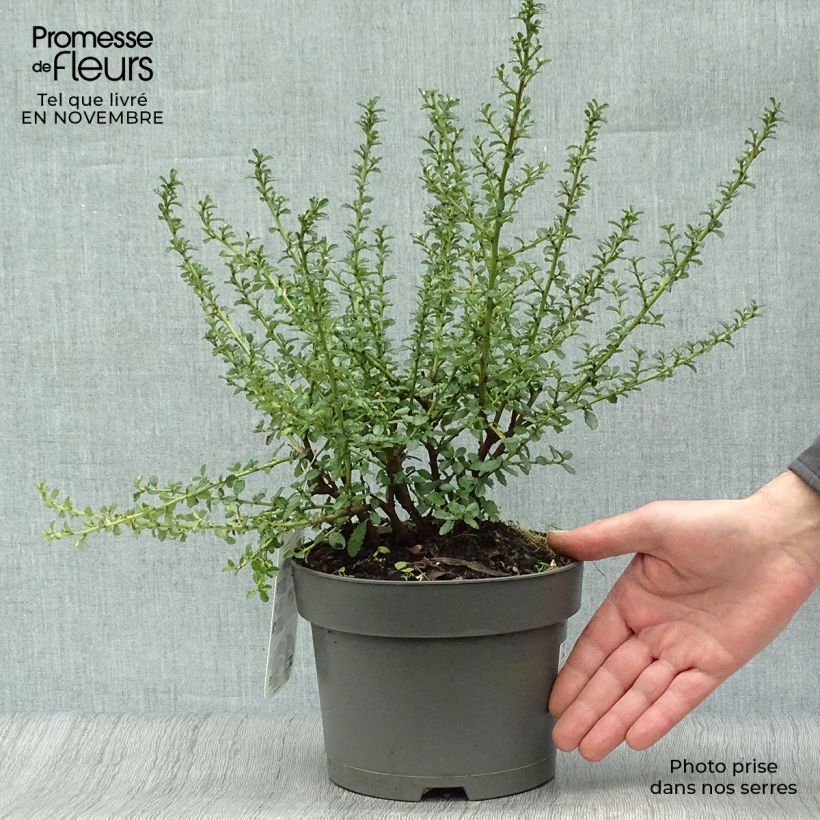 Amostra de Ceanothus Blue Mound Vaso de 2 L/3 L tal como entregue no outono
