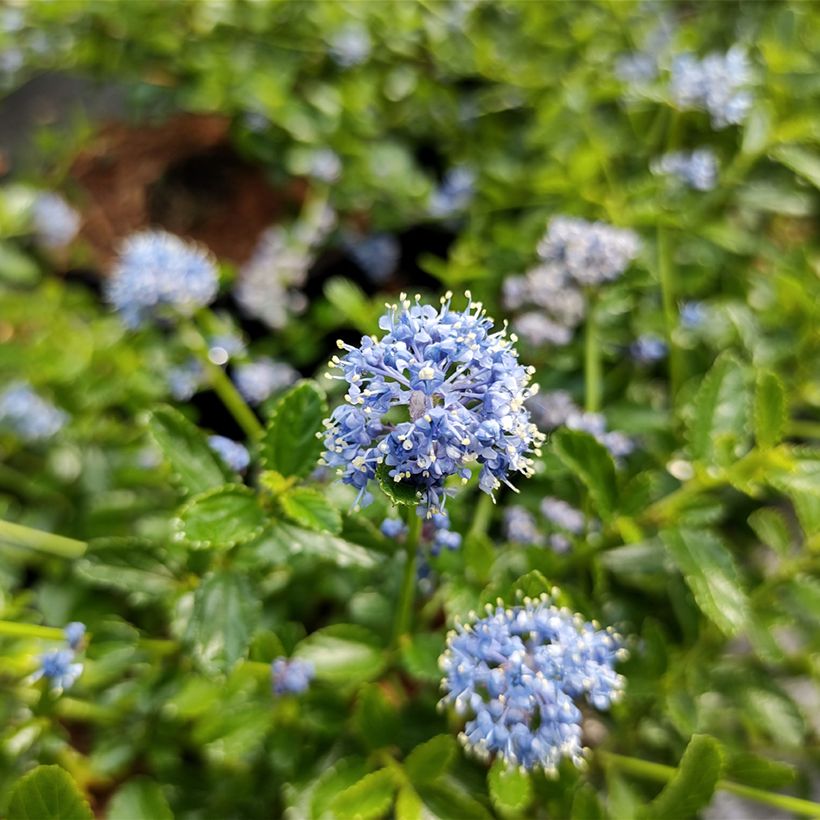 Ceanothus Blue Mound (Floração)