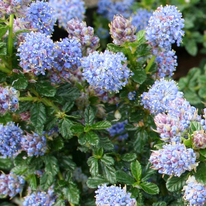 Ceanothus Blue Mound (Folhagem)