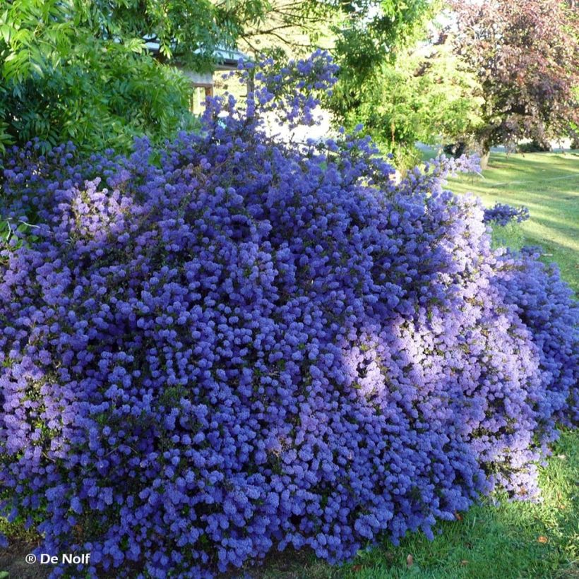 Ceanothus Blue Sapphire (Hábito)