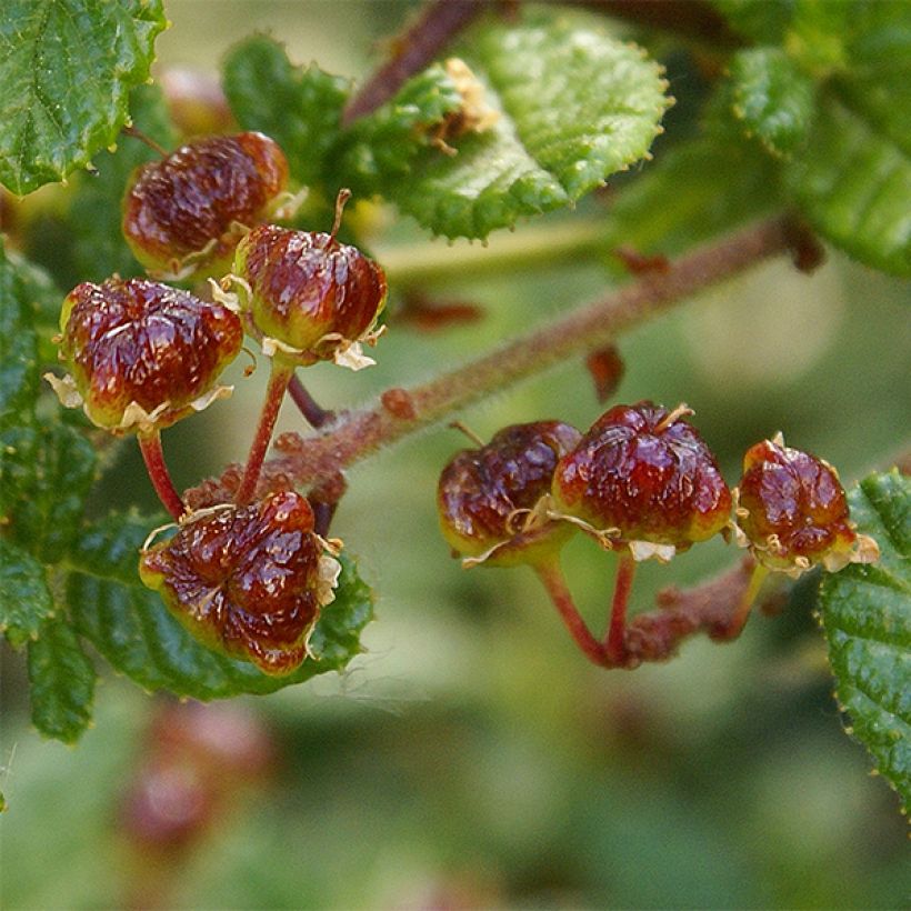 Ceanothus impressus Dark Star (Colheita)