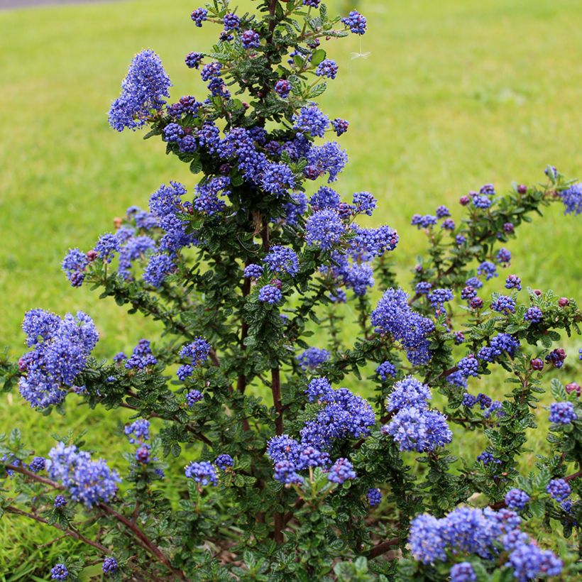 Ceanothus impressus Dark Star (Hábito)