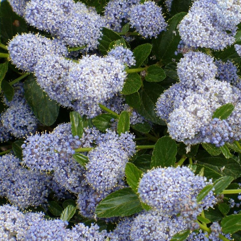 Ceanothus Edinburgh (Floração)