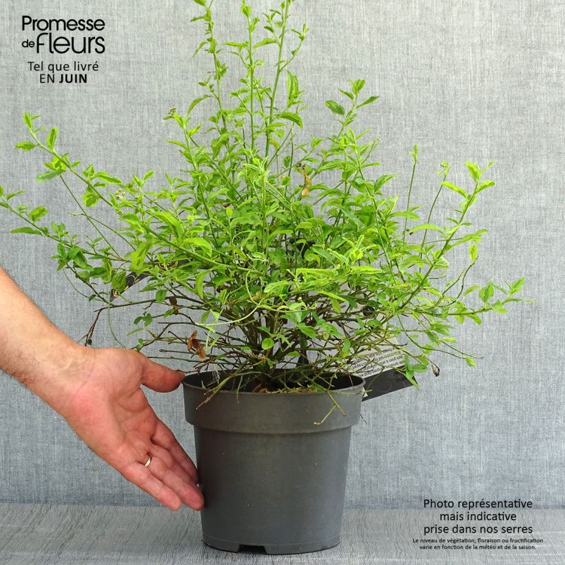 Amostra de Ceanothus El Dorado Vaso de 2 L/3 L tal como entregue no verão