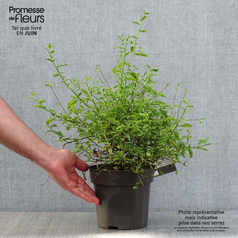 Amostra de Ceanothus El Dorado Vaso de 2 L/3 L tal como entregue na primavera