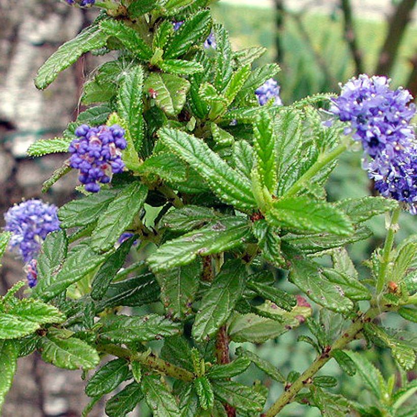 Ceanothus Blue Diamond (Folhagem)