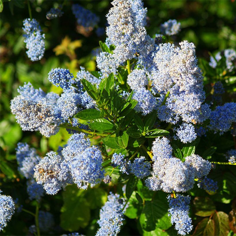 Ceanothus arboreus Concha (Floração)