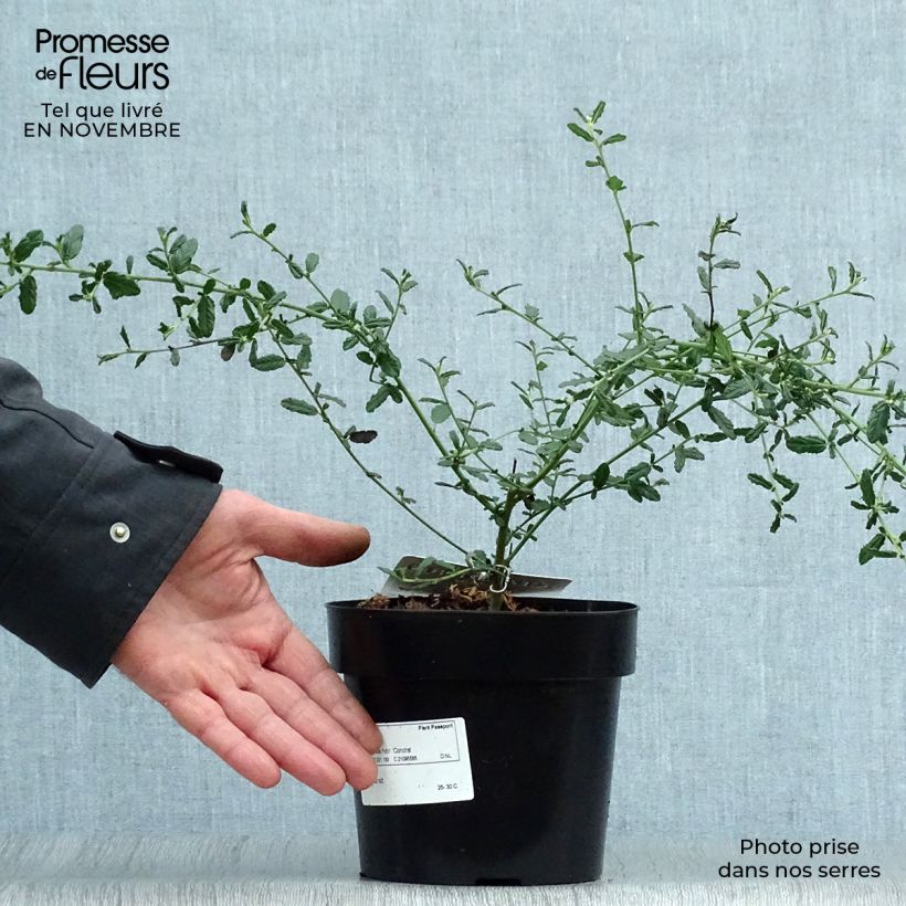 Amostra de Ceanothus arboreus Concha Vaso de 2 L/3 L tal como entregue no outono